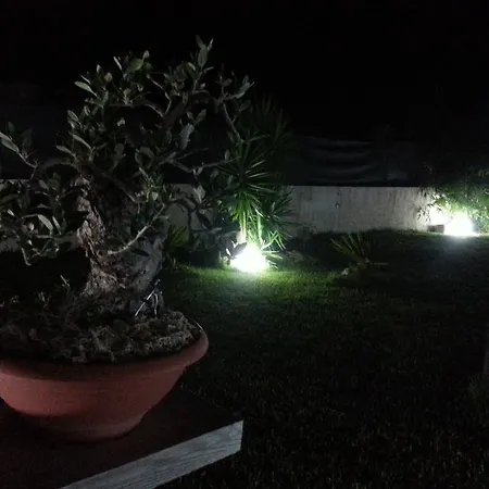 Il Bonsai E La Chorisia *