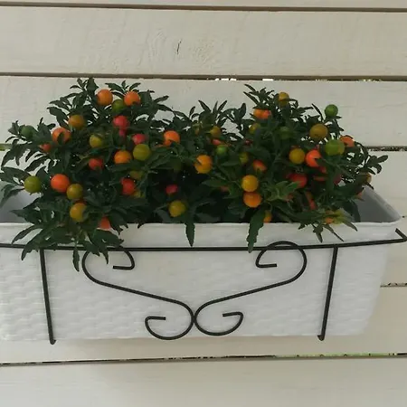 Il Bonsai E La Chorisia