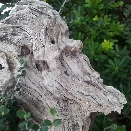 Il Bonsai E La Chorisia Holiday home *